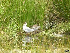 2018-06-16-Vierzon (116b)